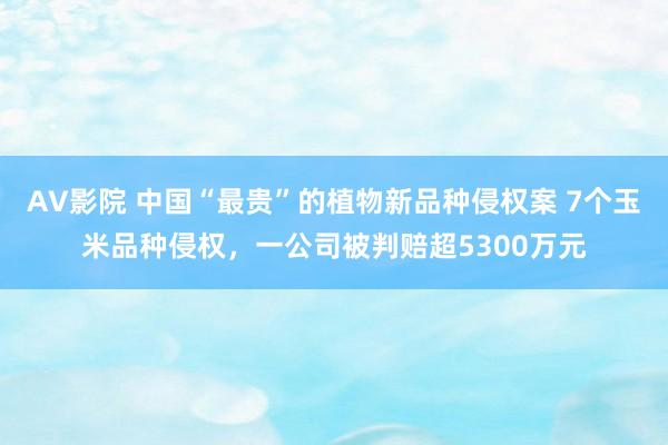AV影院 中国“最贵”的植物新品种侵权案 7个玉米品种侵权，一公司被判赔超5300万元